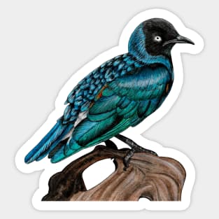 Superb starling Sticker